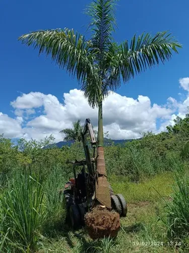 Palmeira Imperial com 6 metro 
