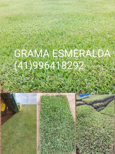 Grama Esmeralda De Primeira 