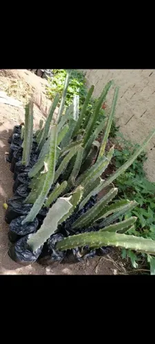 Mudas de Pitaya - Vermelha - rápida produção