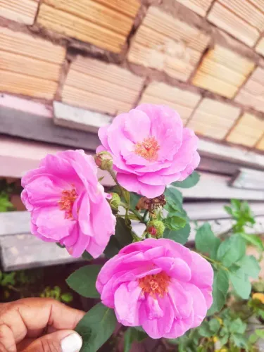 Roseira de cacho perfumada