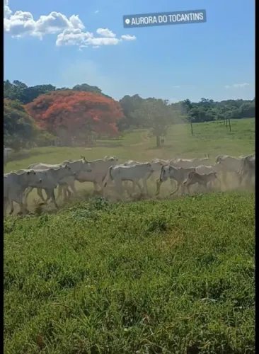 Fazenda em Aurora do Tocantins 106,79 Alqueires 516,89 Hectares, Próximo a Combinado TO