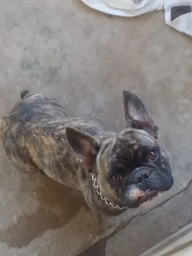 Buldogue pra vender macho 600