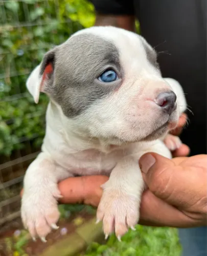 filhote american bully