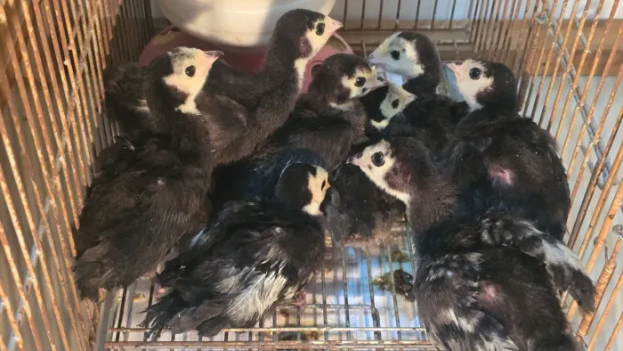 Aves Ornamentais Peru Black 