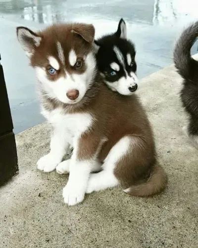 Filhotes de Husky Siberiano preto e chocolate