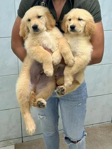 Filhotes Golden Retriever, esses filhotes podem roubar seu coração!