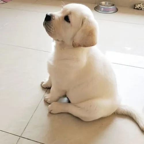 Labrador filhotes bem brincalhões 