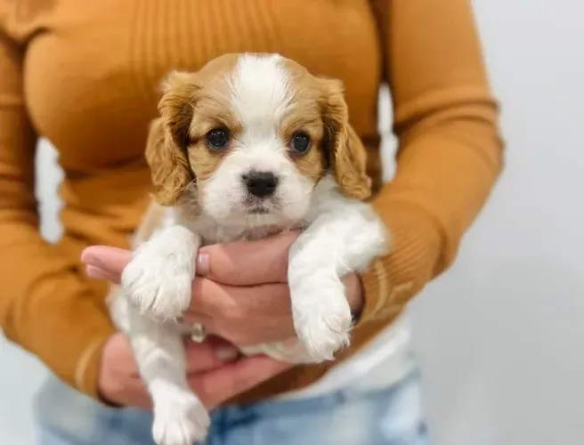 Cavalier King fêmea disponível - linda, saudável e com garantia