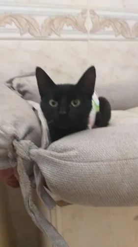 Doa   gata castrada.