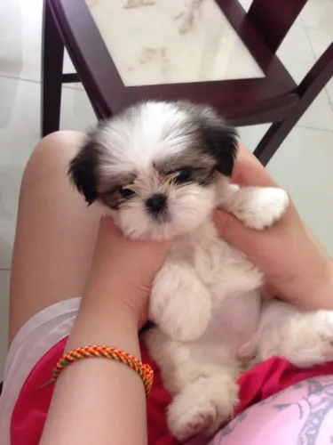 Shih tzu os melhores