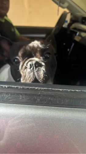 Bulldog Francês procura namorada 