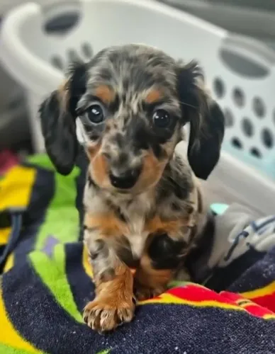 Dachshund Fazendo Parte Dos Melhores Momentos