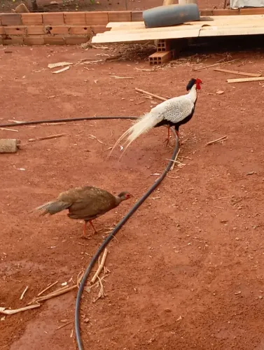 Animais para agropecuária