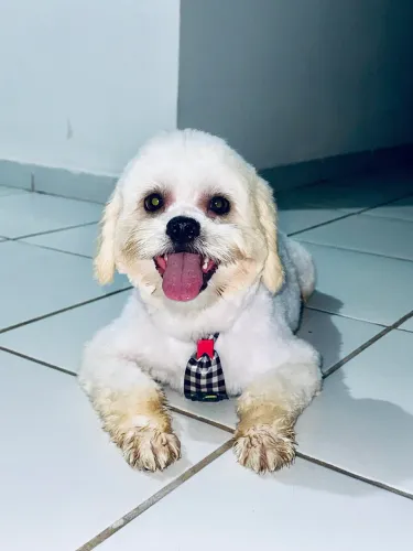 Shitzu macho - 1 ano 