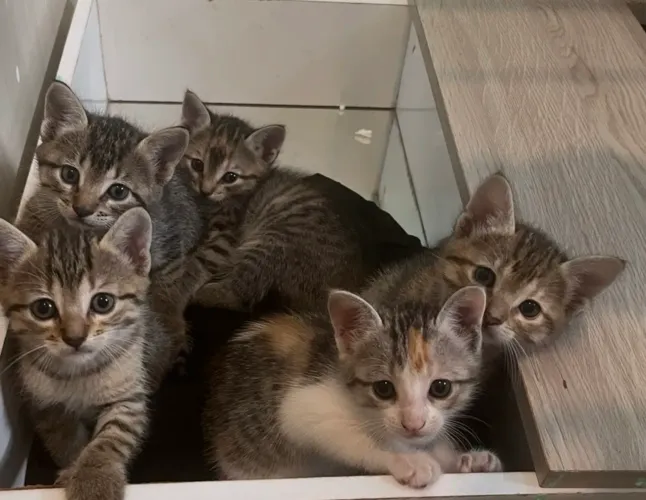 DOANDO GATINHOS