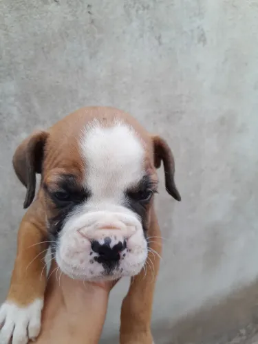 Cachorro Box com 2 meses de nascido na cidade de Nazário Zap *