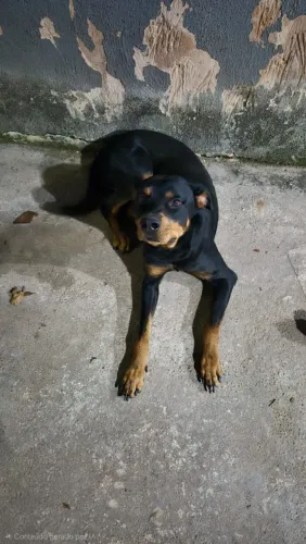 Doação Rottweiler e American Staffordshire