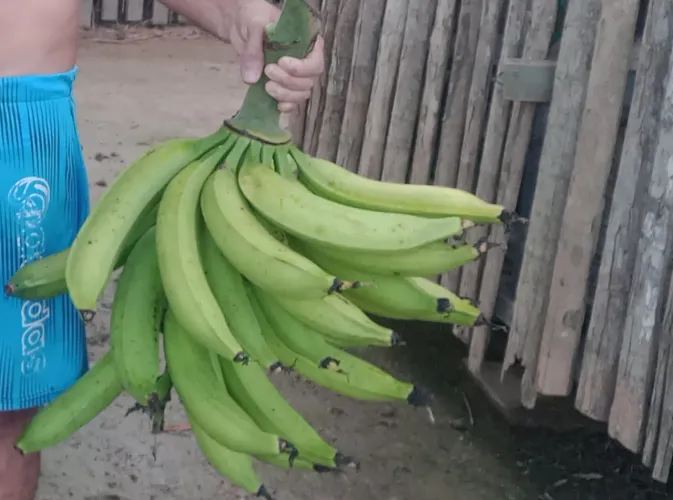 Vendo fio de banana comprida