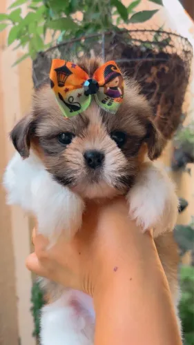 Shitzu( leia a legenda)