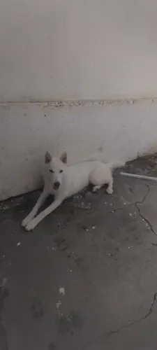 Husky siberiano fêmea 