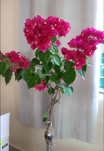 Bougainville Vermelha
