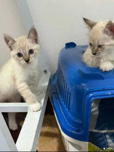 Gato para Doação 