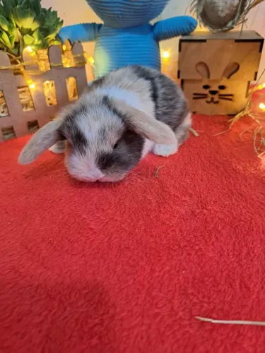 Mini coelhos 