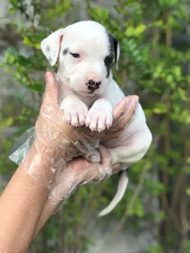 Pitbull-Filhotes Saudáveis com Garantia e Contrato