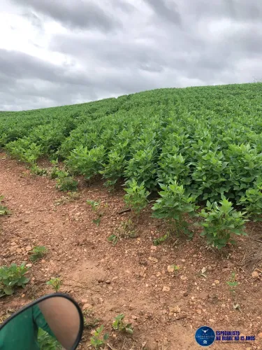 Fazenda de 105 Alqueires à Venda  Região de Fazenda Nova, GO