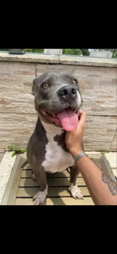American Bully para doação 