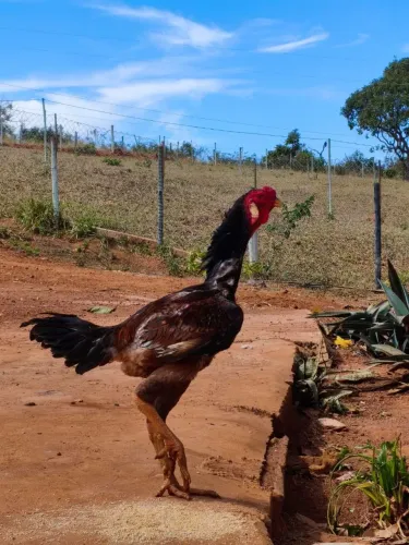 Frango 10 Meses - Índio Gigante bico curto