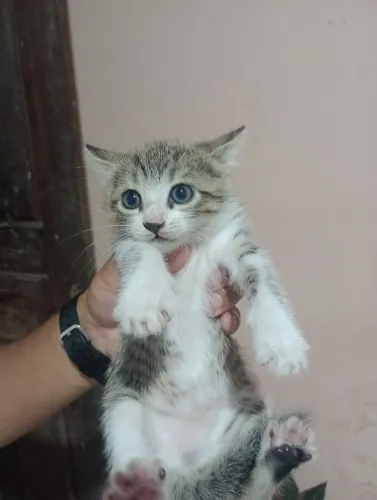 Gata Fêmea (Adoção)