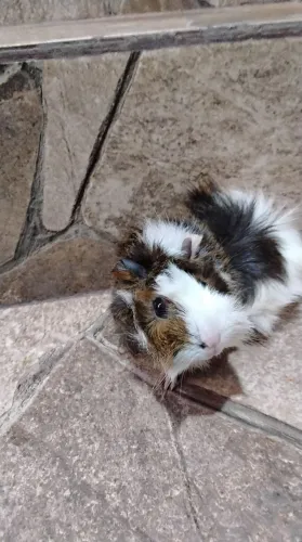 Porquinho da Índia