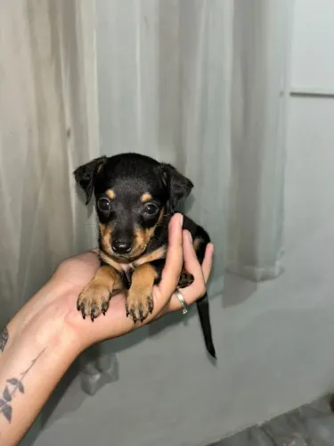 Filhote de pinscher 