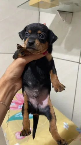 pinscher n 1