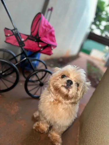 Shih tzu macho procurando namorada 