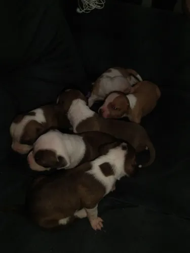 Filhotes de Pitbull disponíveis para venda somente 4 machos disponível 350 reais