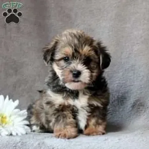 lindos filhotes peludos e pequenos