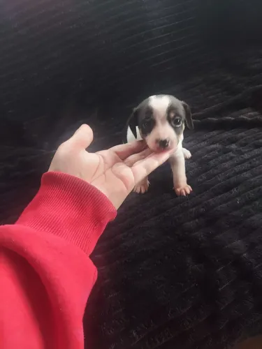 Lindo filhote machinho!