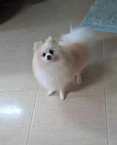 SPITZ ALEMÃO MACHO ADULTO 