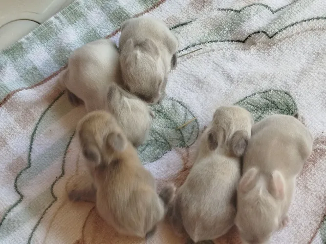 Vendo filhote de coelhos anão Netherlands o menor coelhos do mundo  