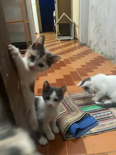 Doação de gatinhos 