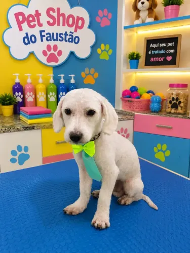 Cachorro para adoção responsável