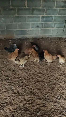 Galinha poedeira