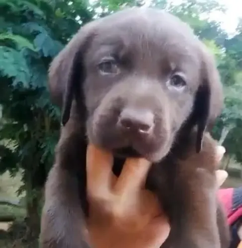 Labrador companheiros fieis