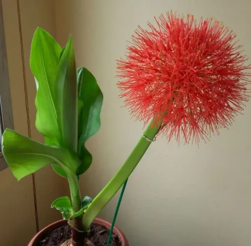 Mudas de plantas