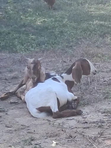 Vendo casal de bodes 