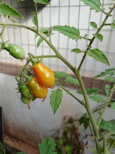Vendo caixa  mudas de tomates  cereja 