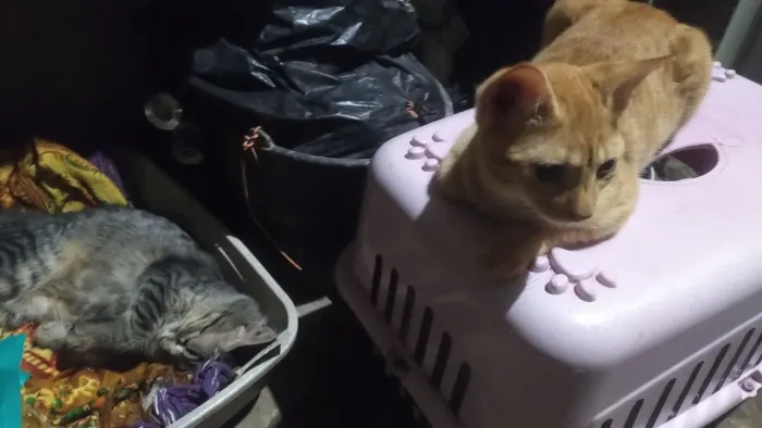 Doação de gatos