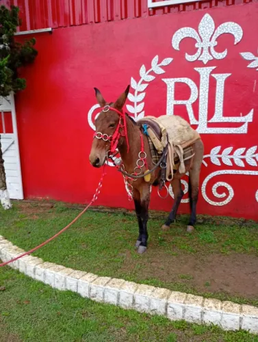 Burro